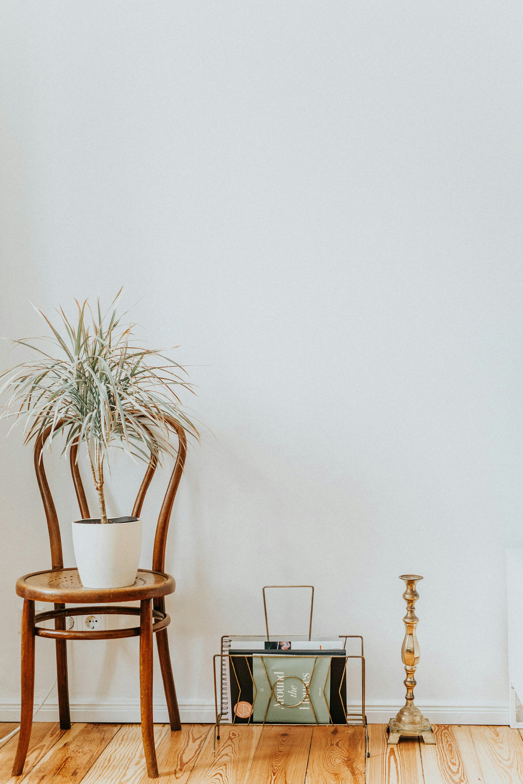 Green plants on brown wooden chair